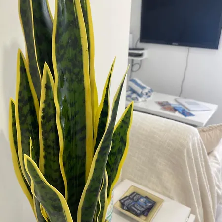 Apartman Grand Neuf A 50 M Du Port *